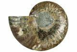 Cut & Polished Ammonite Fossil (Half) - Madagascar #317951-1
